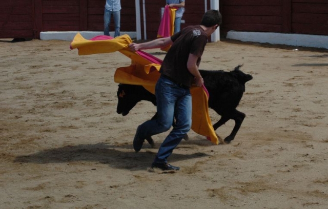  uomo che fa una corrida con una giovenca con un capo 